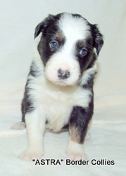 Triclour FEMALE border collie puppy